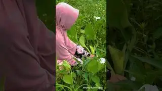 Harvesting yellow velvetleaf ricefield, cooking vlog village #cooking #lifeinvillage