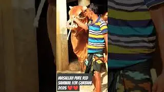 Get ready for Eid ul adha 2025 |Qurbani 2025| #cow #funny #trending #bull #cow #animals #viralshort