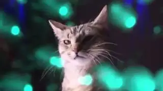 CAT MOSH