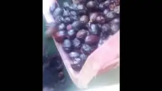 معصرة زيتون  صنع منزلي الاغواط 2