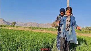 Nomadic Mother's Journey: Harvesting Wild Mint in the Mountains
