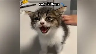Cute Kittens Meowing 🐱💕 | Most Adorable Meow Compilation