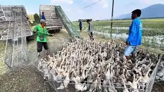 Daily life on the farm. The erratic migration of ducks. duck Farm TV