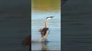 Rare footage of hooded grebe courtship dance.!! subscribe my channel 👍