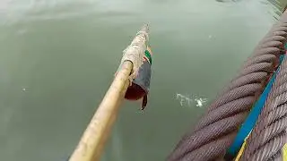 Fish fillet pala ang masarap n luto s silver carp!!!#ALVARANFISHHUNTER/tiksay fishing!!