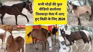 सभी घोड़ों की फुल वीडियो बालोतरा तिलवाड़ा मेला में आए हुए बिक्री के लिए Balotra horse video 2024