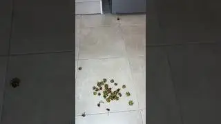 Mop Dance😂 #shorts Best video by Mnogodetky