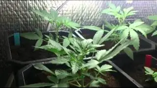 New grow New growroom/ blue cheese auto/ big bud x