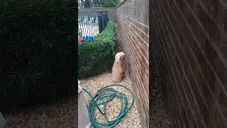 commercial Pool maintenance @qualitypoolservicescfl