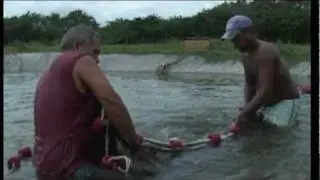 Producción de peces en estanque República Dominicana IDIAF