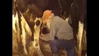 DAIRY FARMING  CORNVILL