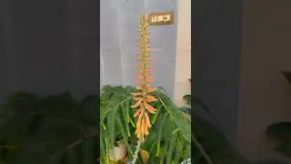 Plant Buddy Trivia Quiz #1