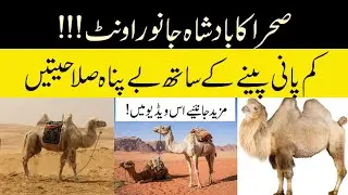Camel || The King of Desert || National Geography || Animal of Amazon || ETW || Wild life