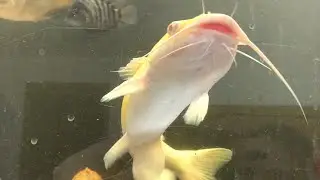 Albino channel cat