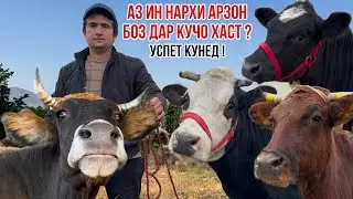 7-САР МОЛҲОИ ЭЛИТА БО НАРХИ ХЕЛЕ АРЗОН УСПЕТ КУНЕД ! 28 ноября 2025 г.