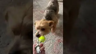 Yorkie tug of war #dog #puppy #yorkie