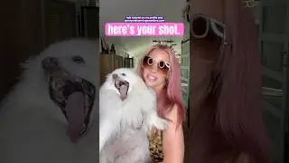 Моя американская эскимосская собака не в восторге от моих креативных идей 😂🐾 #собачьишорты