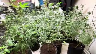 Banner Kush flowering indoors week 6