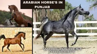 Arabian Horses 🤔in Punjab 🦄ਪੰਜਾਬ ਚ ਅਰਬੀ ਨਸਲ ਦੇ ਘੋੜੇ🐴😮 #new #trending #horse #ajitkharoudvlogz