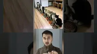 Count the number of cats 😅👍 #shorts #iqtest #puzzle #trickquestions