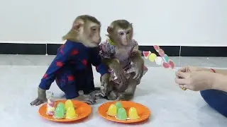 Obediently Mr Dodo & Madam Mori Eat Special Snack Jelly, Dodo Mori So Much Like