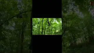 The Man With No Legal Identity - Off the Grid in Appalachia 🇺🇸.#appalachia #mountain #homestead
