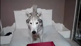 husky and wolfdog try Russian food for the first time