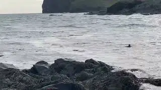 Marine Seals On The Manx Coast