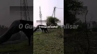 jimi ki workout #germanshepheard #populer_video #song #vairalvideo