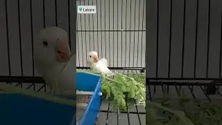 Just another white chirp enjoying moringa!! #lovebirds #cute #adorable #birds #hellochirps