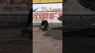 Bull Vs⚡ Bulldozer Fight🐂