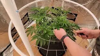 PART 2: Scrogging The Pink Kush For Increased Growth. #marshydro #webbgro