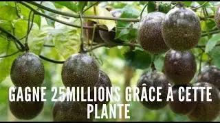 RÉUSSIR LA CULTURE DU FRUIT DE LA PASSION