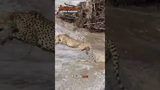 Cheetah's Near-Death Leap: Escapes Camouflaged Crocodile in Heart-Stopping River Chase