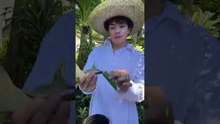 HOW TO PROPAGATE RUBBER TREE