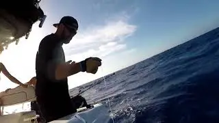 EXMOUTH Marlin