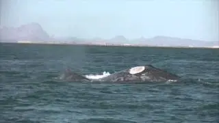 Saving a Baby Gray Whale in San Ignacio Lagoon