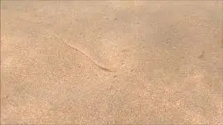 Gobius geniporus &Mu;&pi;&alpha;&rho;&pi;&alpha;&nu;&iota;&kappa;&omicron;&lambda;ή&sigmaf;