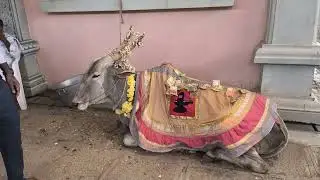 ಸುತ್ತೂರು ಜಾತ್ರಾ ಮಹೋತ್ಸವ-2026-Day1