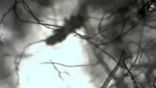 Carpet Mites - K-Hart International Pty Ltd