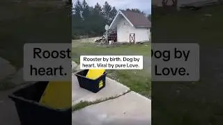 Rooster Binoo has gone viral. #chicken #homestead #rooster #silkie #funnypets
