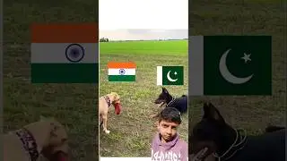 Street Dog Battle for Food &mdash; Unbelievable Winner!