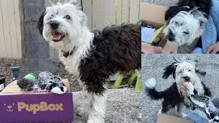 PupBox for 8 Months Old Puppy | Toy Aussiedoodle Puppy