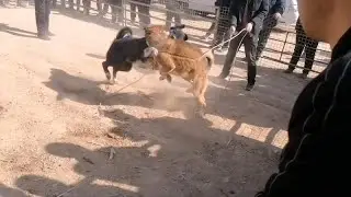 国产斗犬巅峰对决，比特犬见了都惧它三分