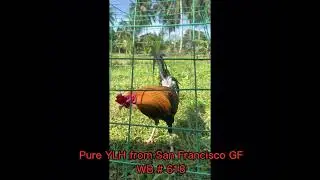 PURE YELLOW LEGGED HATCH | SAN FRANCISCO GF | TATAK ESCOLIN
