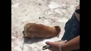Frenchie sliding off snow slope 😍😍