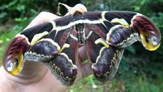 Archaeoattacus malayanus: Ancient Malay Atlas Moth