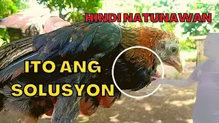 Ano ang dapat gawin sa manok na hindi natunawan | Simpleng Backyard Buhay Probinsya