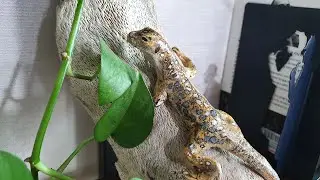 Making Lizard with Clay-Polymer Clay