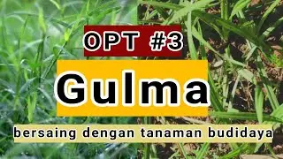 Apa itu Gulma? Pengertian Gulma #Opt3